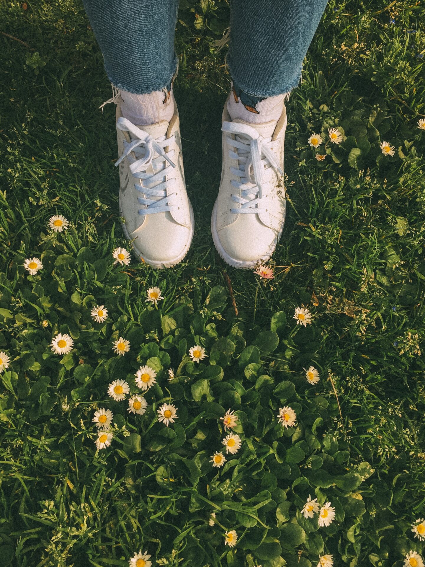 Daisy meaning - meaning of the name Daisy