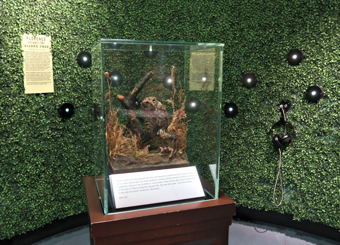Florence Nightingale museum - florence's pet owl