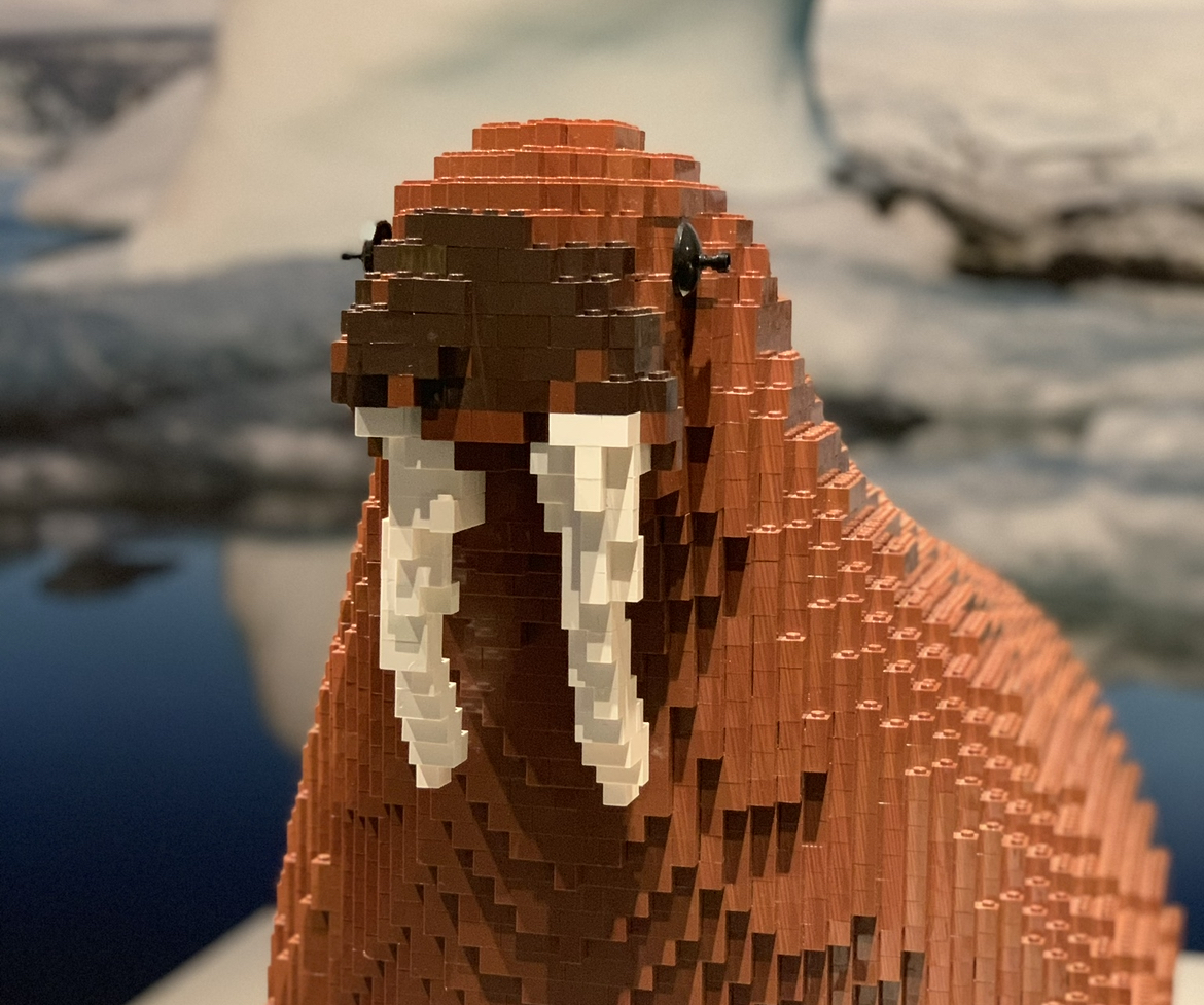 Walrus at the Horniman Museum