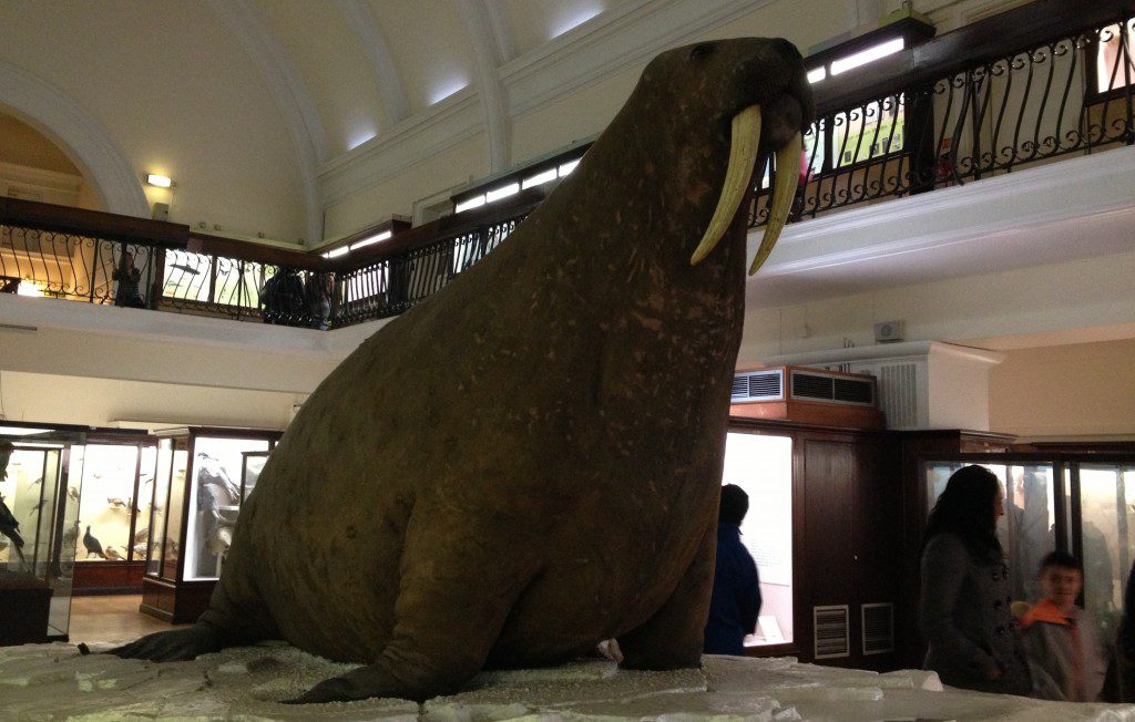 The Horniman Museum review - a great London museum for toddlers and babies