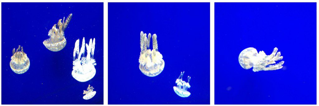 The Horniman Museum, Forest Hill - a brilliant London museum for children