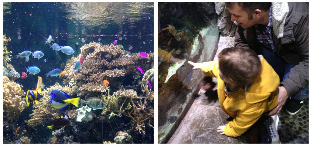 Fishtank