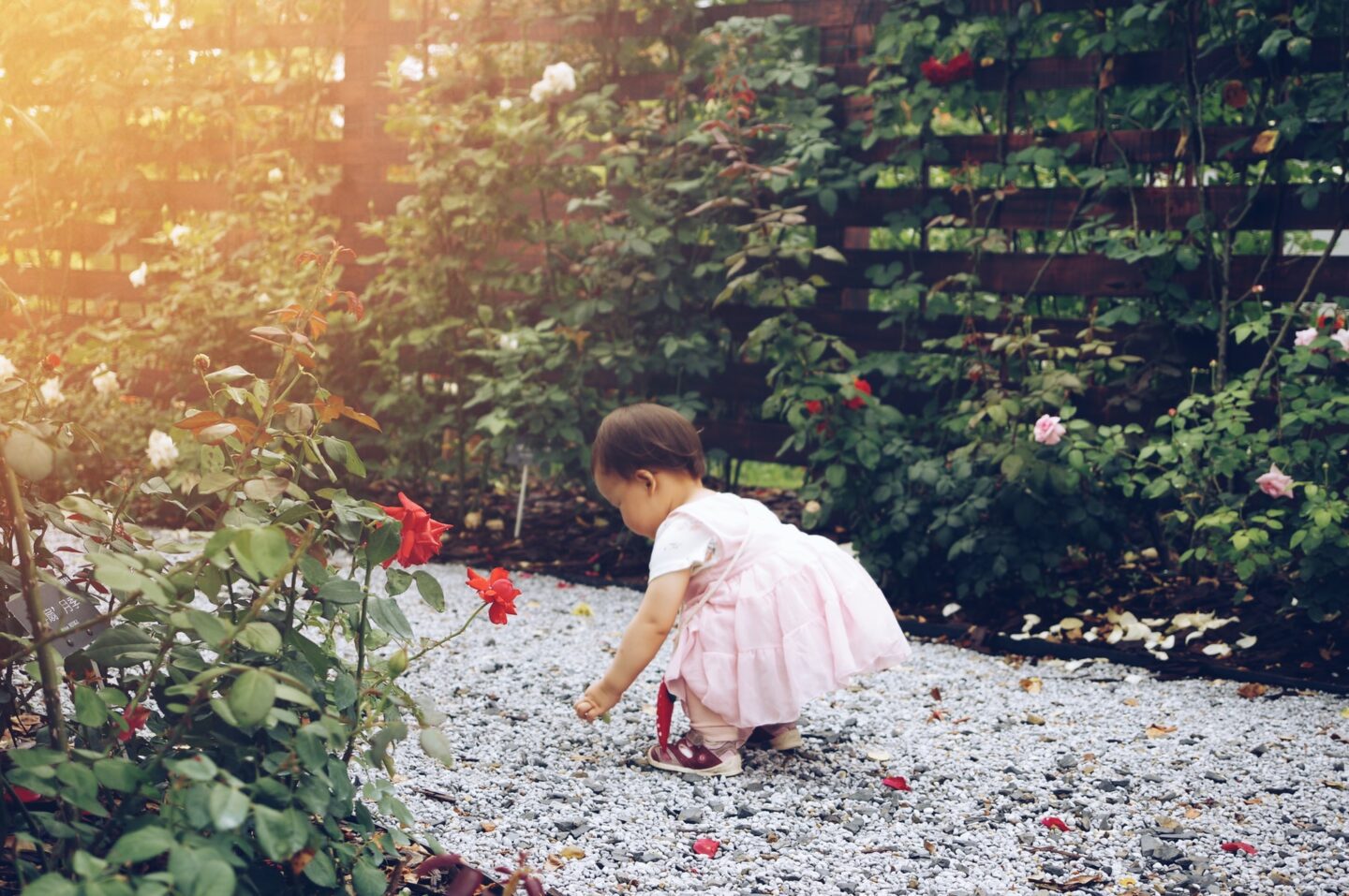 Nicknames For Rosie & Rose: 41+ Of The Best Rosie Nicknames